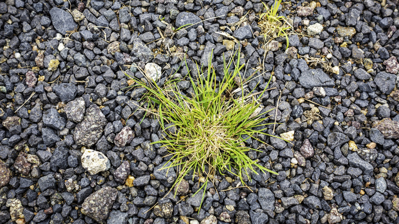 Weeds in a gravel space