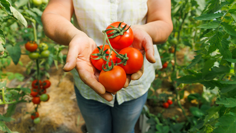 A person in a garden holds tomatoes