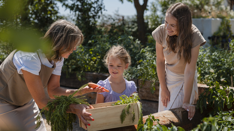 A family harvest produce in their backyard