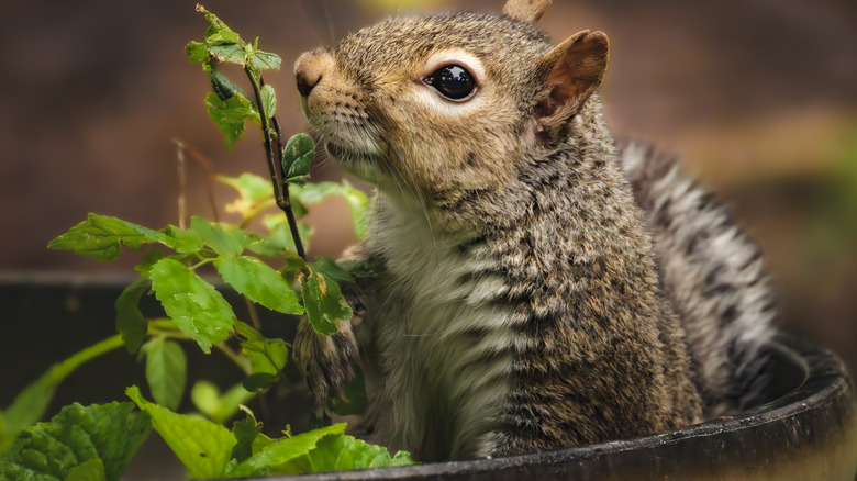 A cute squirrel sits in a potted plant