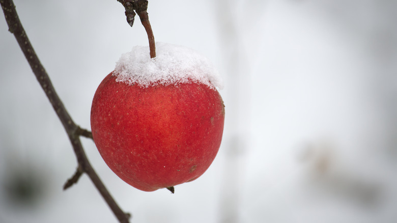A single red apple hangs from a leafless branch, with fresh snow.