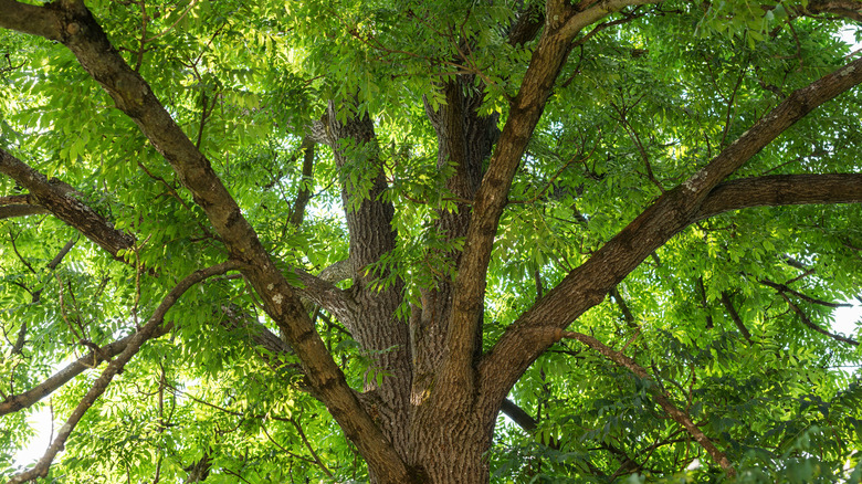 The broad green canopy of a mature ash tree in dappled sunlight.
