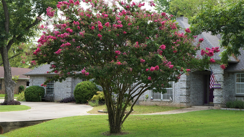 Flowering crape myrtle with dark pink flowers in a suburban front yard.