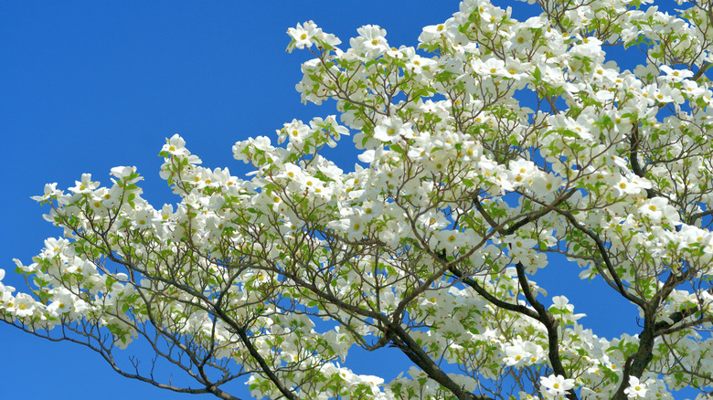 A white, flowering dogwood full of blooms in spring against a blue sky.