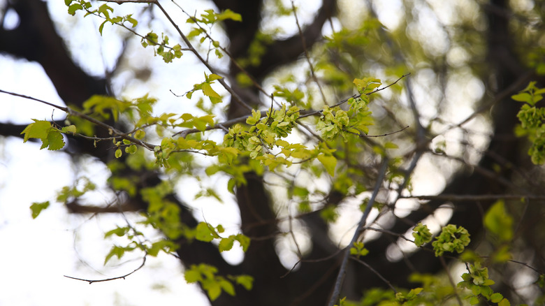 Bright new green leaves emerging on a healthy elm tree.