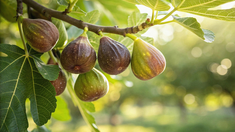 Close up of a cluster of figs bathed in sunlight.