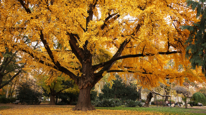 A large gingko tree with bright yellow fall leaves in a suburban park.