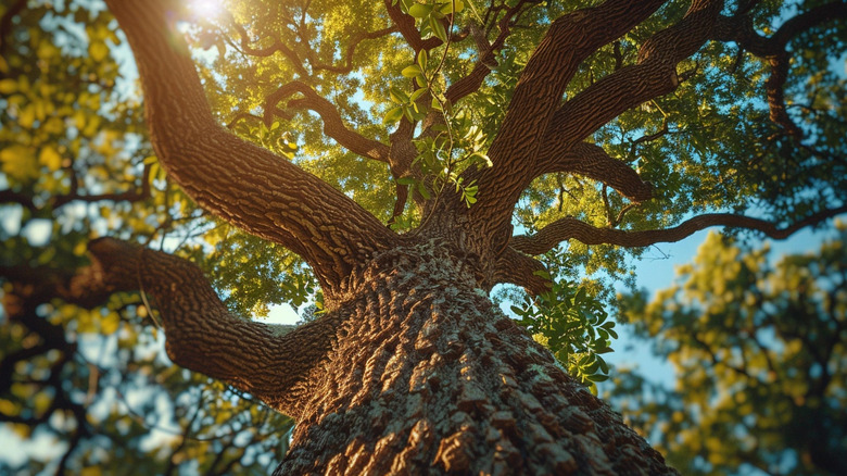 A look upwards into the canopy of an old oak tree with filtered sunlight coming through.