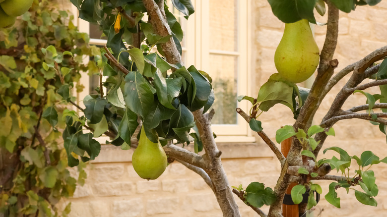 A small pear tree with low-hanging fruit grows outside of a residential home with stone walls.