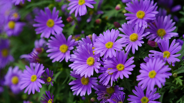Purple aster flowers
