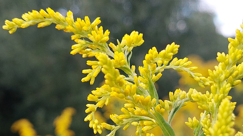 Goldenrod flowers