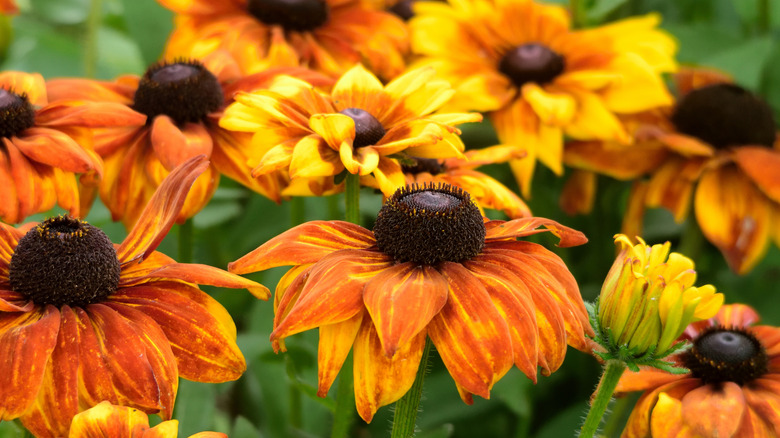 Close-up of Helenium flowers