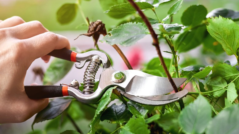 Close-up of person pruning a rose bush