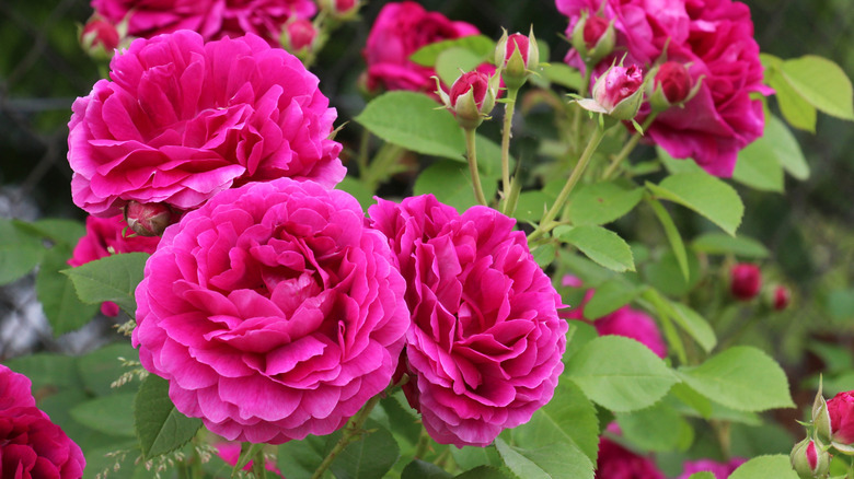 Pink roses