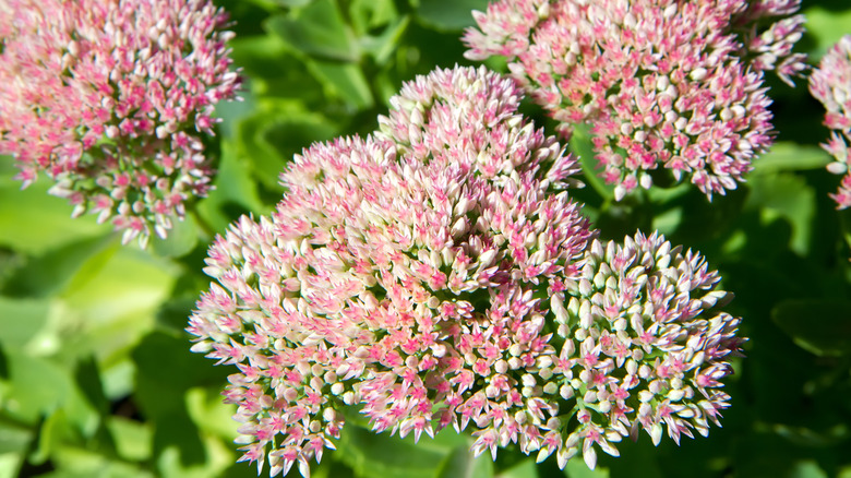 Pink sedum flowers