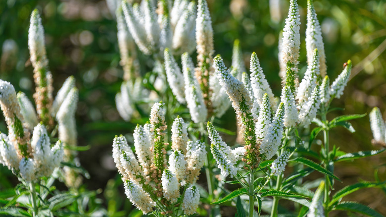 White spiked speedwell flowers