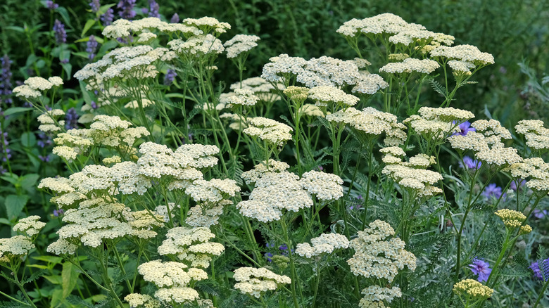 White yarrow flowers