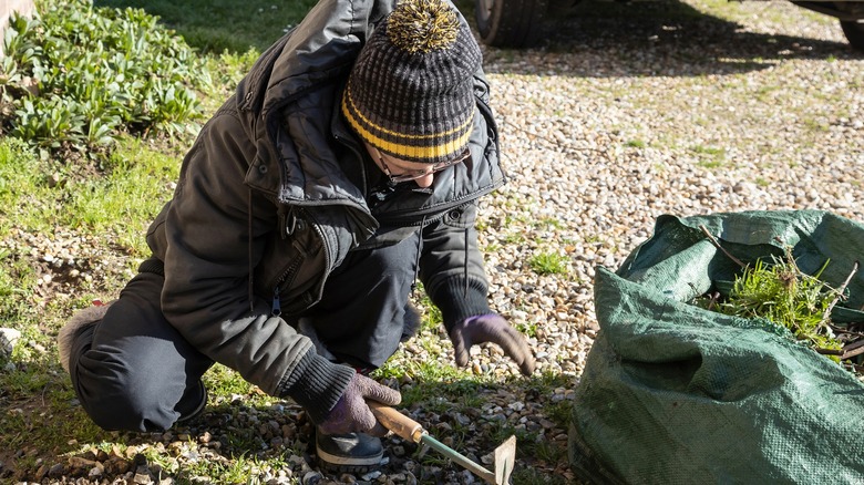 Man weeding gravel driveway with a hand tool