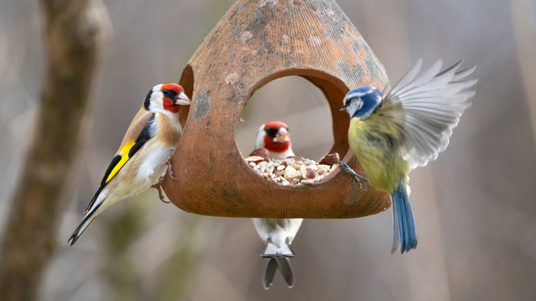 Three birds enjoying a clay bird feeder filled with seed