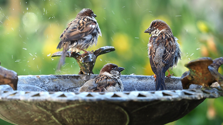 Small brown birds washing themselves in a bird bath with bird shaped perches