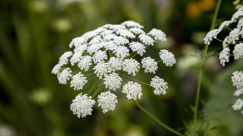 Close-up of Queen Anne's lace white flowers