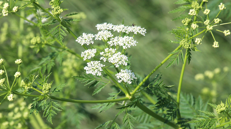 Poison hemlock growing in the wild