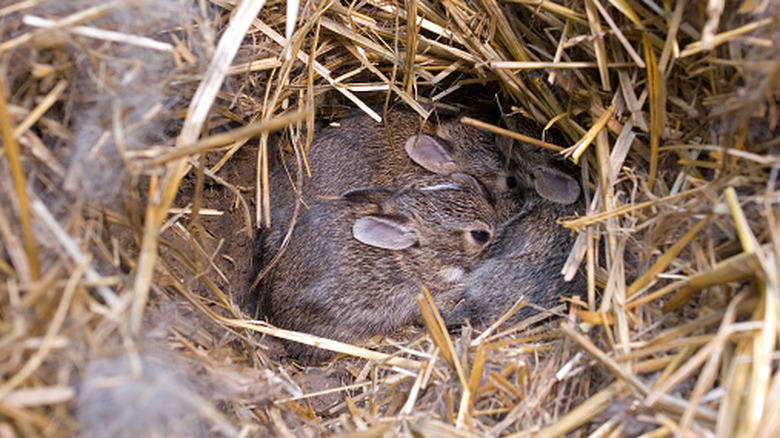small bunnies in rabbit nest