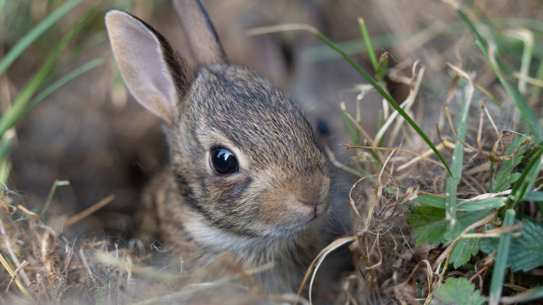 A small rabbit in a rabbit nest
