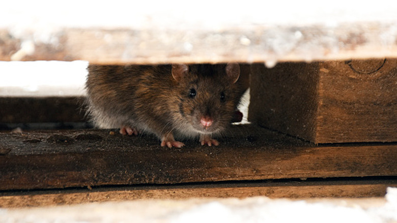 Image of a rat hiding under a wood patio.