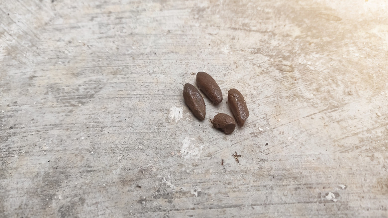 Close up image of rat droppings on cement.