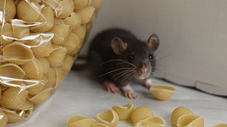 Brown rat pilfering food in a pantry