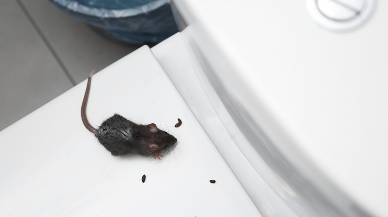 Mouse leaving poop on toilet lid