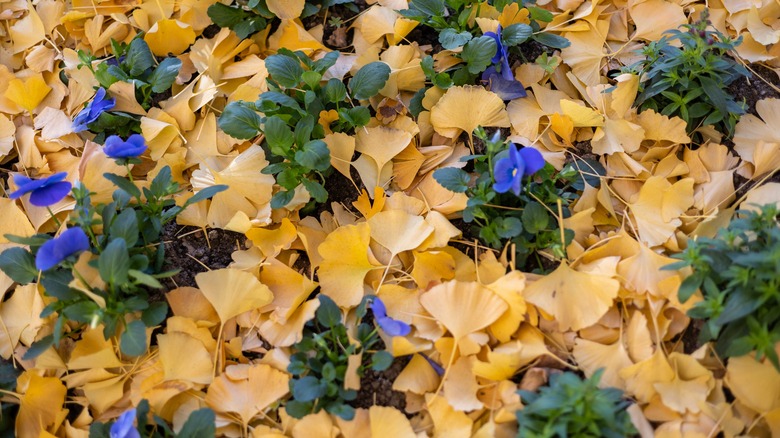 Fall leaves covering flower bed
