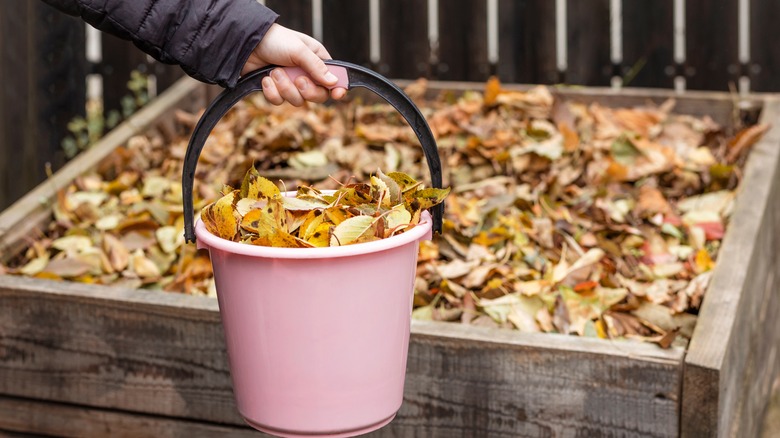 Adding bucket of leaves to compost pile