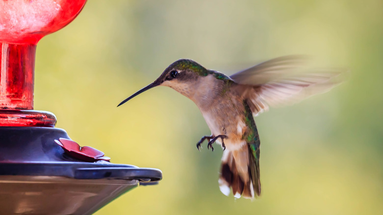 hummingbird flying towards hummingbird feeder