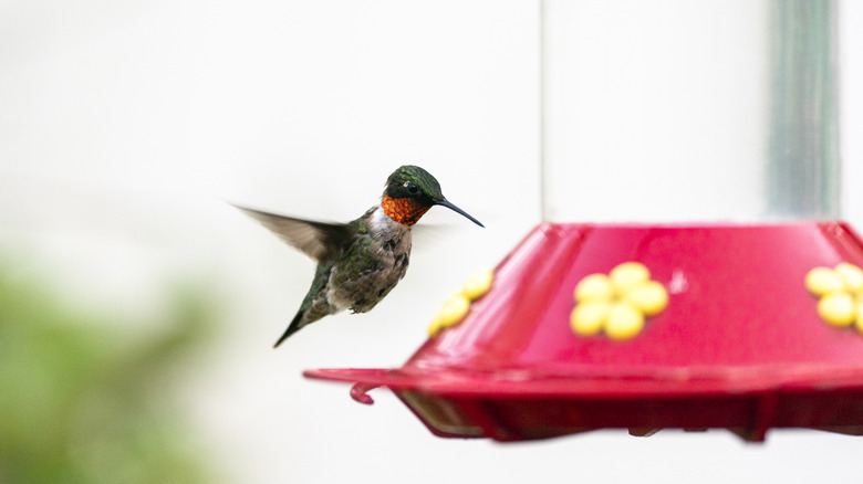 hummingbird eating out of a red and clear hummingbird feeder with yellow flowers