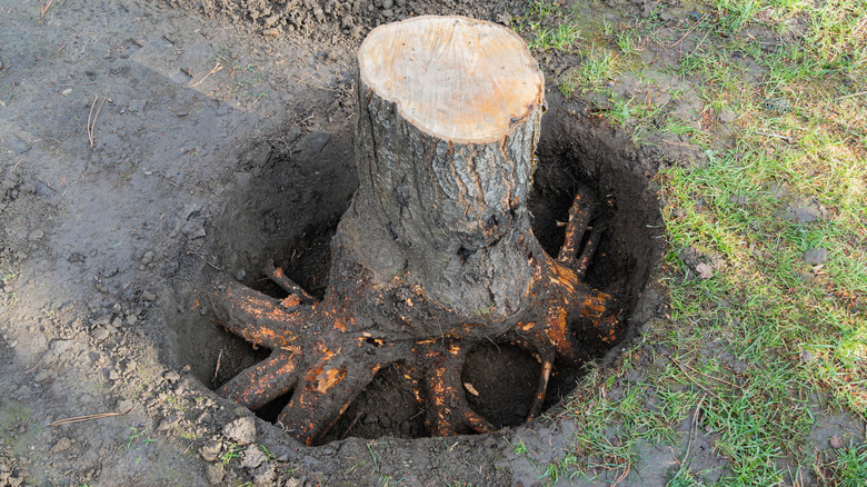 A stump being prepared for removal by digging.