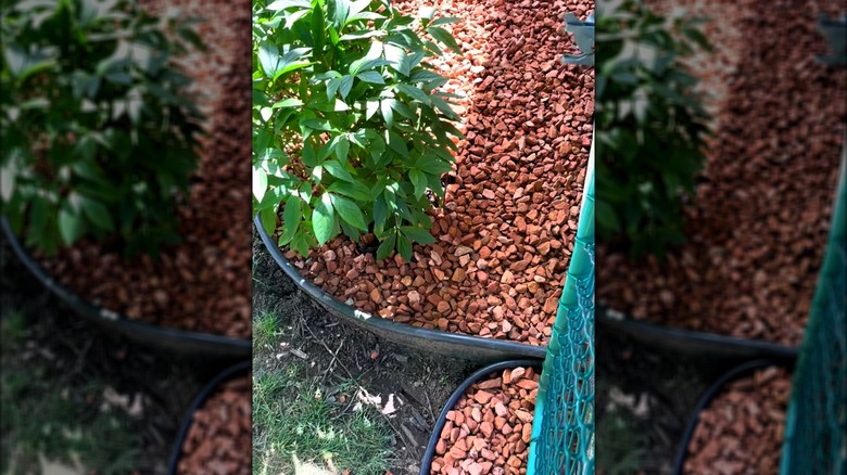 Outdoor landscaped area with plastic edging and red brick chips as mulch for plants