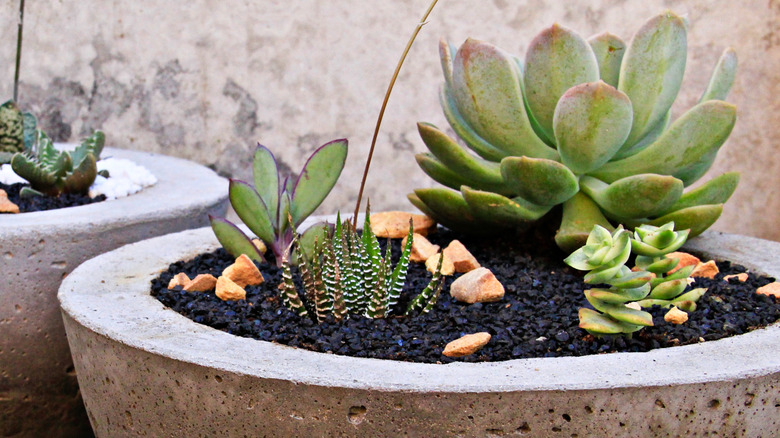 Succulents in a cement planter