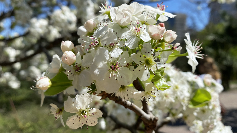 Callery pear flower