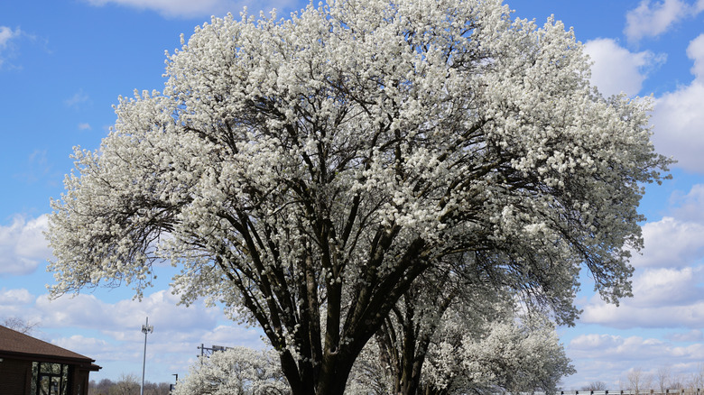 A blooming Bradford Pear tree