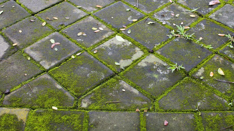 Moss grows between cracks of gray-colored pavers.