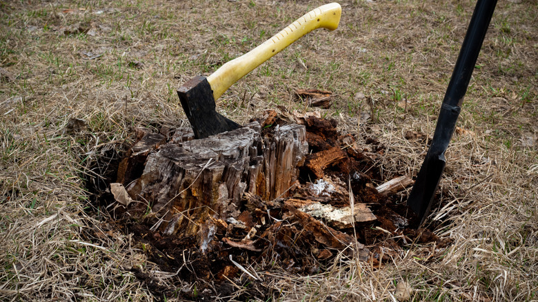 Removing a decomposed tree trunk with an axe and shovel