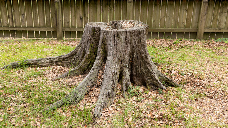 Old oak trunk in a South Carolina lawn