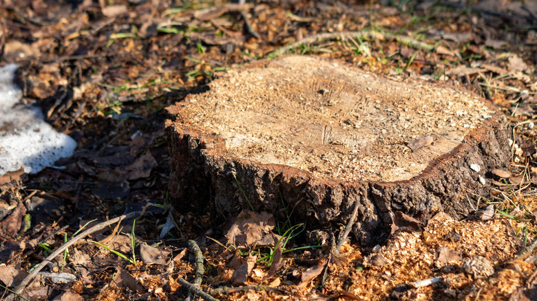a freshly cut tree stump