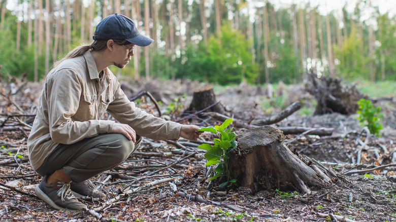 a man inspects a tree stump