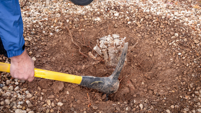 a gardener uses a mattock to dig out a stump