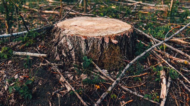 a tree stump surrounded by limbs and branches