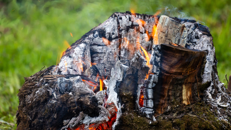 a small fire inside a tree stump