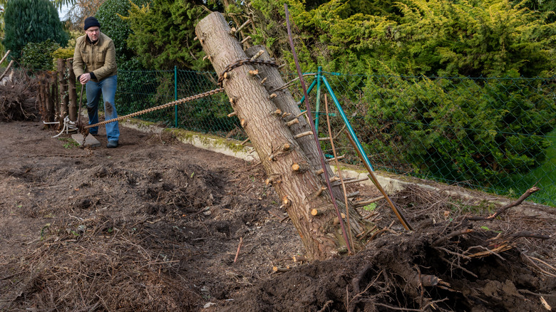 a man pulls up a large tree stump